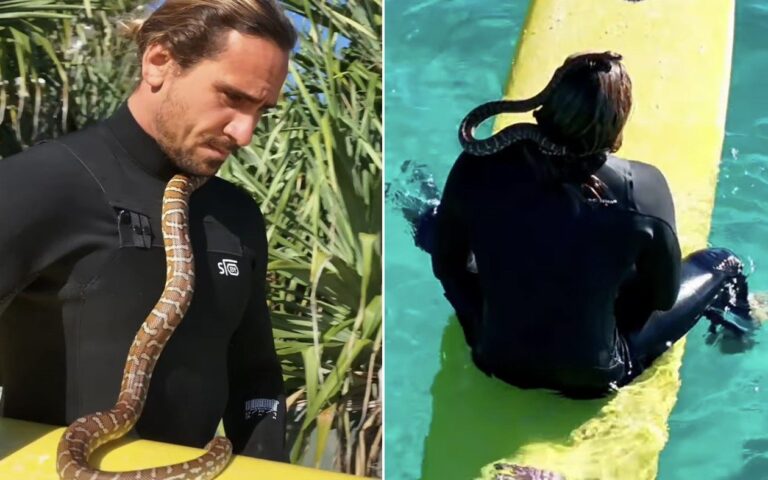 An Australian Man Fined Taking His Pet Python to Surfing